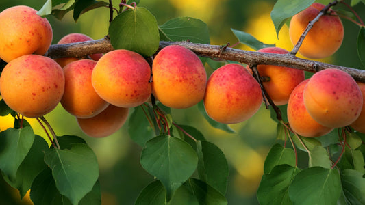 Fruit Trees: A Bounty of Nature's Delights