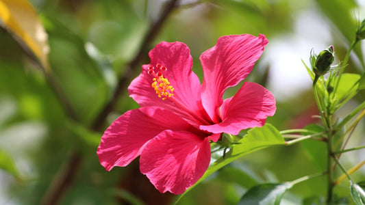 Growing All Types Of Hibiscus