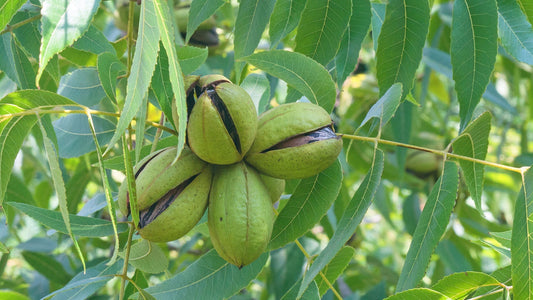 Varieties of Nut-Bearing Trees