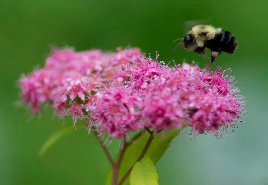 Best Perennials for Attracting Pollinators