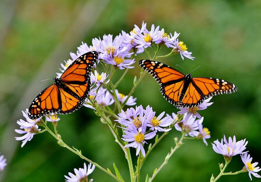 Best Wildflowers to Attract Monarchs To A Garden