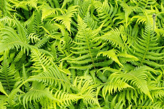 Native Fern Plants Are A Beautiful and Diverse Species