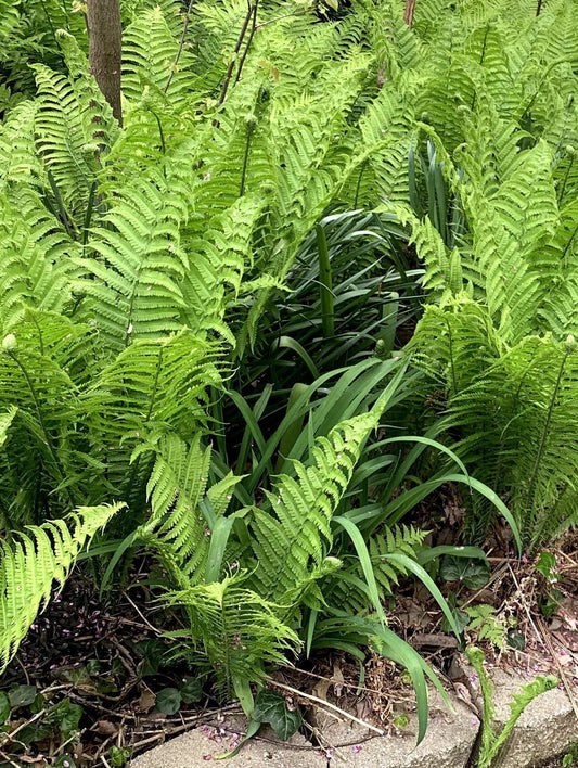 Five Ways To Propagate Your Native fern Collection