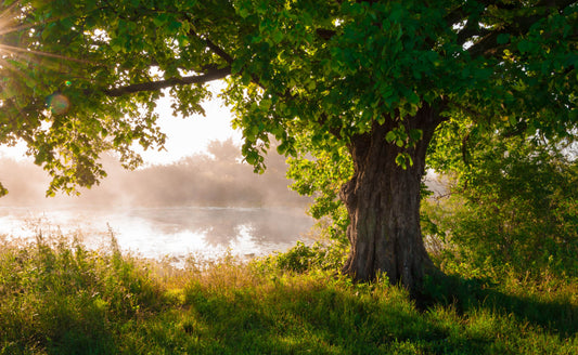 The Mighty Oak: A Closer Look at Seven Distinct Oak Tree Varieties
