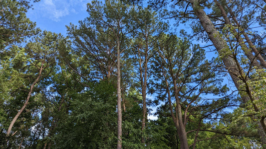 Loblolly Pine Seedlings, an Easy Evergreen