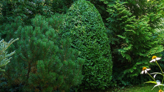 Benefits of adding green Mountain Boxwood to your garden