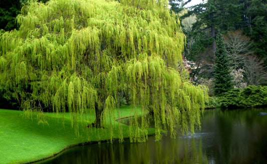 The Versatile Beauty of Weeping Willow Trees