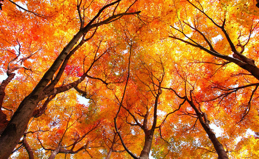Maple Trees: Nature's Gift of Beauty, Diversity, and Sweetness