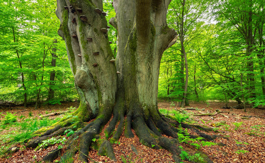The Longest-Living Trees: Guardians of Time and Nature