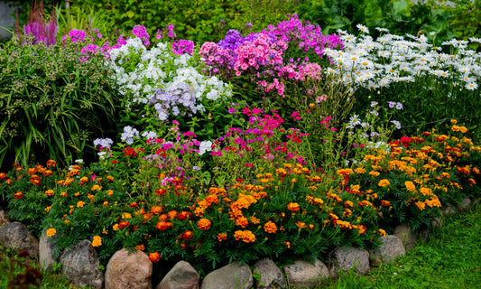 Perennial plants in autumn and their care