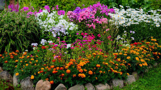 The Best Perennial Seeds to Plant in Fall