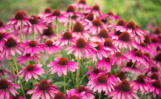Caring for Coneflowers in the Fall