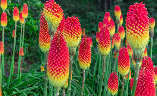 Care and Maintenance of Red Hot Poker Plants