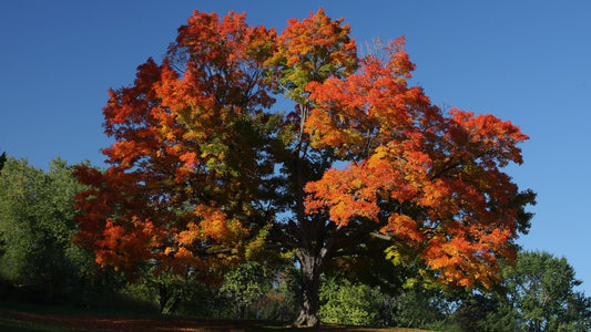 The Importance of Sugar Maples in Fall