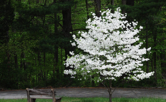 White Princess Dogwood Trees: Nature's Early Bloomers