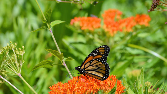 Tennessee D.O.T. Is Making A Step Towards Saving Monarchs from Extinction