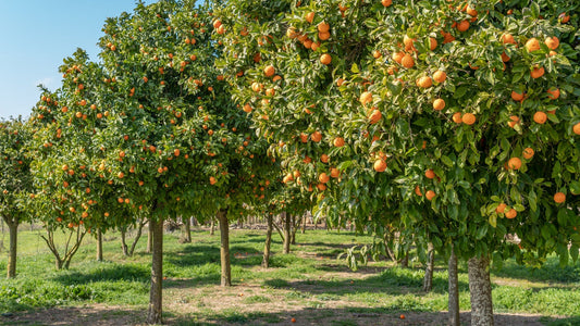 How to protect fruit trees from frost