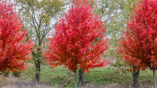 The Colorful Autumn Blaze Maple: A Seasonal Spectacle