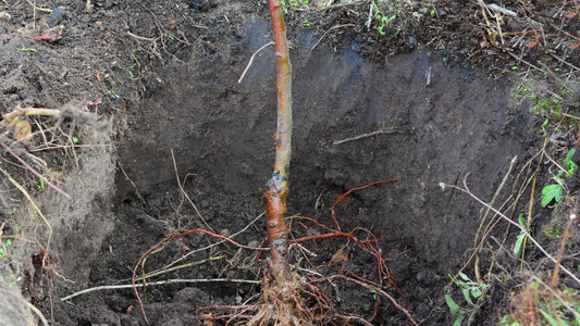 Understanding Bare Root Plants In Autumn