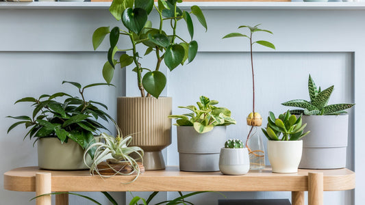 The Best Indoor Plants for Autumn: Bringing Nature Inside