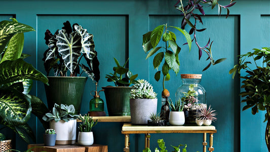 Top 5 Low-Maintenance Houseplants for Busy Plant Lovers