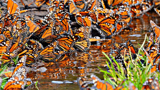 State Butterflies of the USA: A Colorful Journey