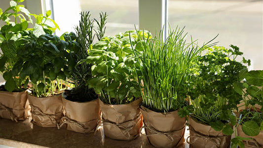 A Beginner's Guide to Herb Gardening