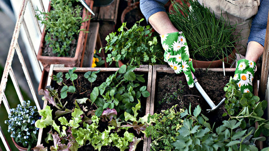 Container Herb Gardening: Growing Fresh Herbs on Your Patio
