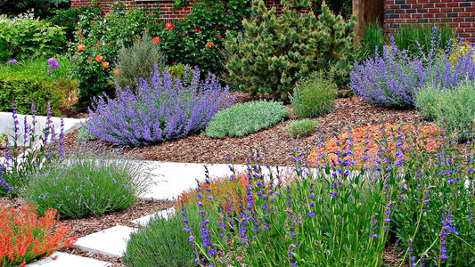 Xeriscaping: Water-Efficient Gardening for Dry Climates