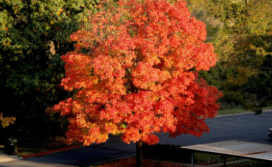 Garden Delights Await: Discover the Enchantment of Sugar Maple Trees