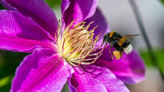 The Secret Life of Bees: Pollinators and Your Garden's Success