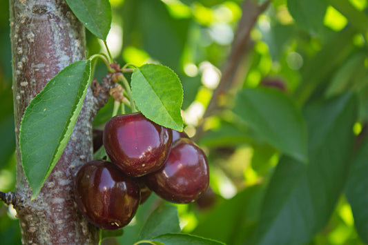 Turning Your Fruit Trees into Profit: A Guide to Making a Living