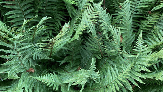 The Benefits of Evergreen Ferns In Your Garden