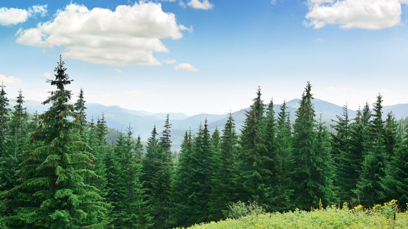 Pine Trees: Nature's Asset for Real Estate Value Appreciation