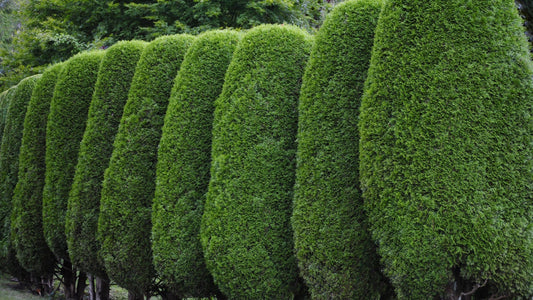 Year-Round Curb Appeal: Landscaping with Evergreen Shrubs