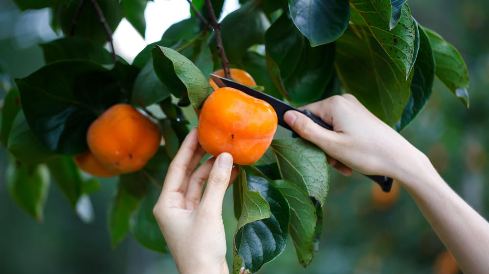A Taste of Autumn: Persimmon Tree's Seasonal Delight