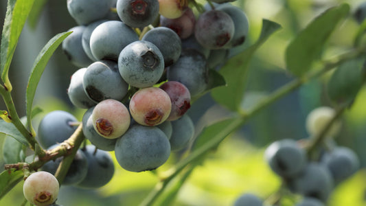 Rabbiteye Blueberries: A Sustainable and Profitable Crop