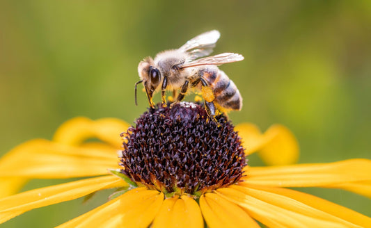 The Vital Role of Bees in Your Garden