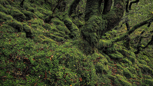 Unveiling the Enigmatic World of Native Mosses in the United States