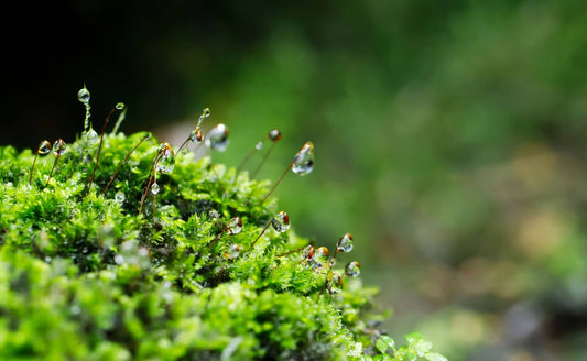 The Fascinating World of Mosses