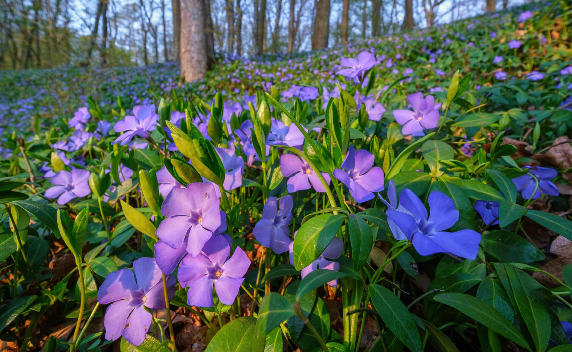 Vibrant purple periwinkle perennials for erosion control under tall trees