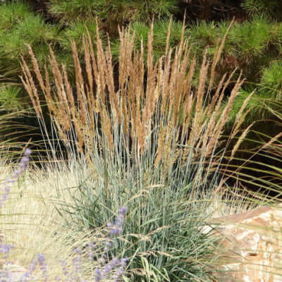 Tall slender Indian grass with golden-brown plumes and silvery-blue foliage