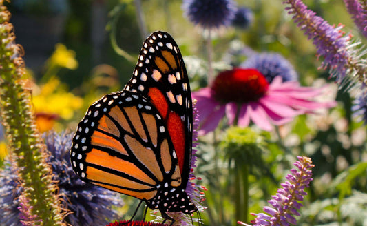Creating a Vibrant Pollinator Garden