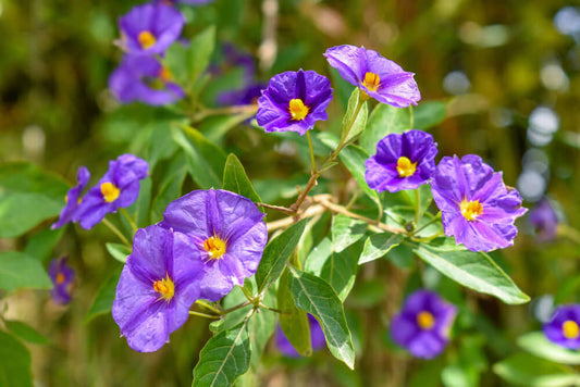What is a Gentain Violet?