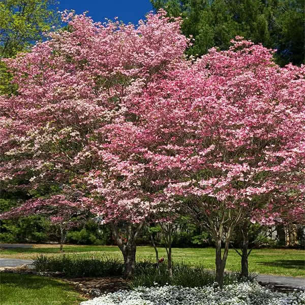 Ten Fast-Growing Trees