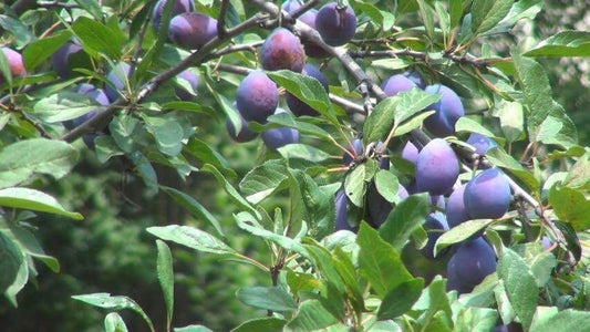 Fruiting Plum Tree Benefits in Landscaping