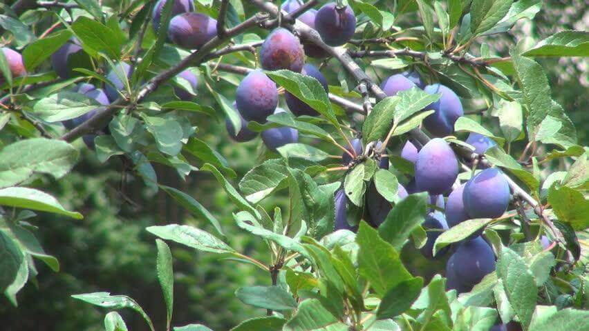 Fruiting Plum Tree Benefits in Landscaping