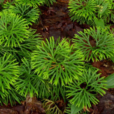 Vibrant green Fan Clubmoss ground cover with delicate fern-like fronds