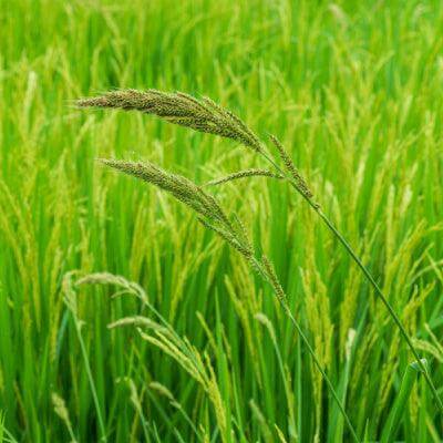 Panic Grass The Grass Worth Panicking Over