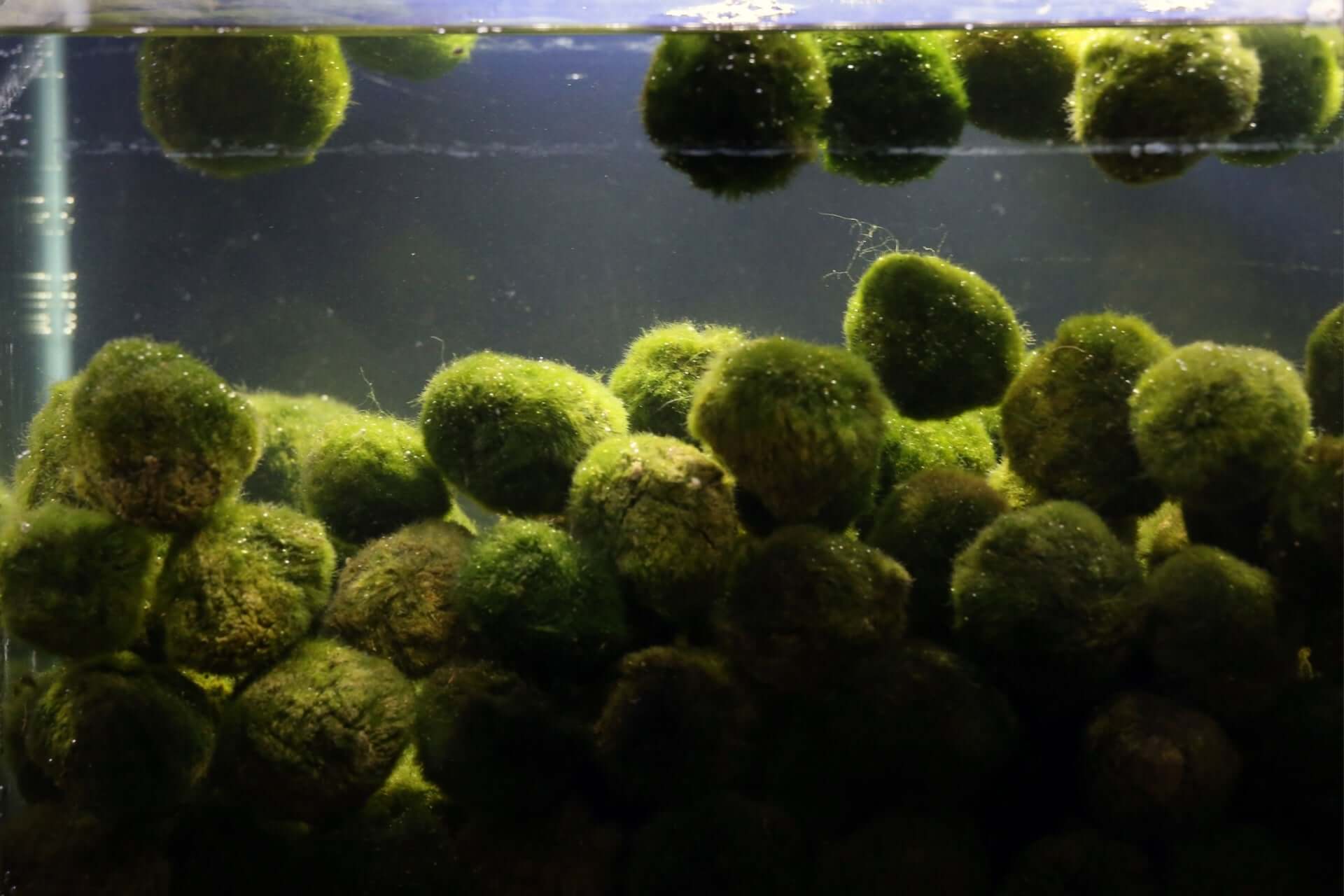 Green spherical moss balls floating in clear water